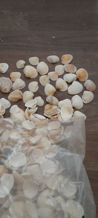 Морские ракушки .мушли. рапаны.