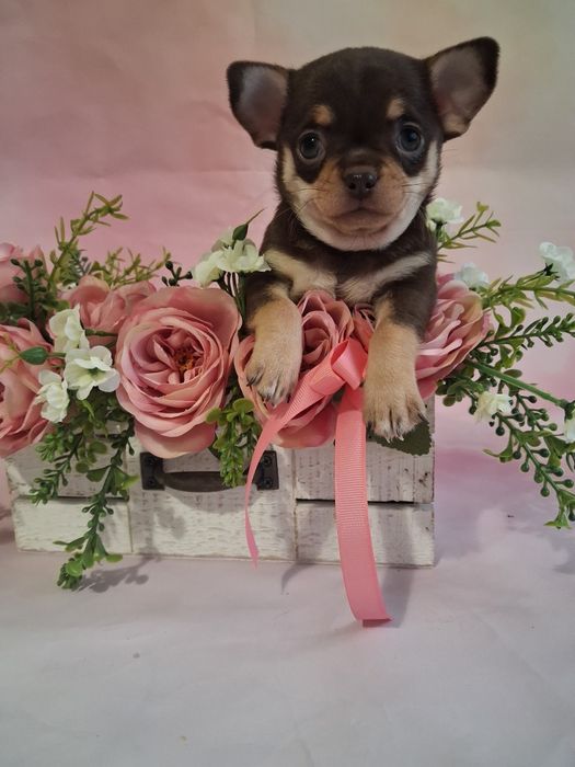 Czekoladowa suczka podpalana