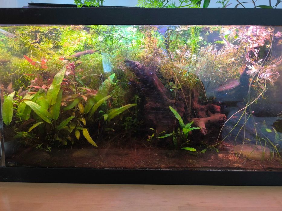 Pack de Plantas Naturais para Aquário