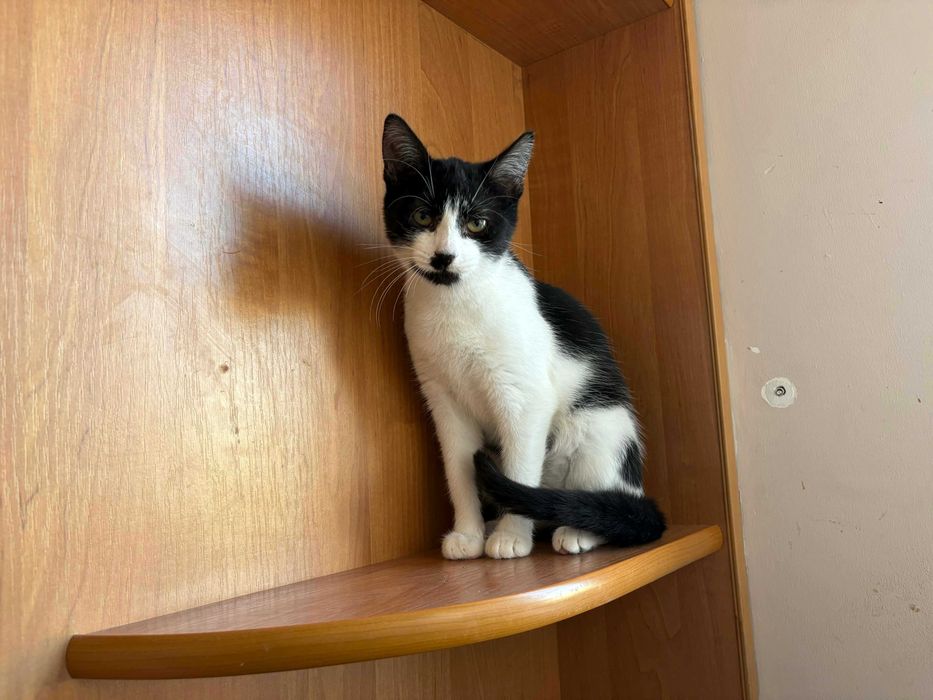 Półroczka koteczka do adopcji