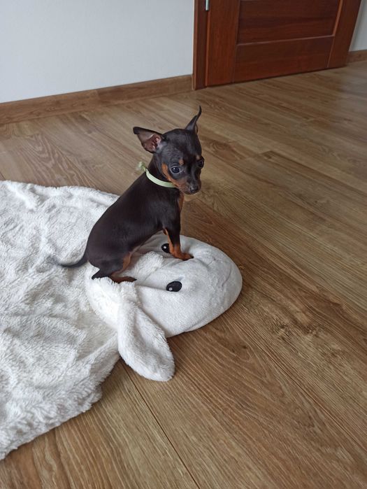 PINCZER xxs miniaturowy ratlerek szczenię SUCZKA mini