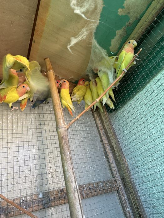 Agapornis roseicollis de várias cores