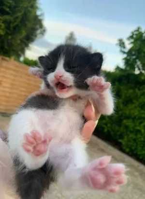 gatinha preto e branco adoção responsável gata
