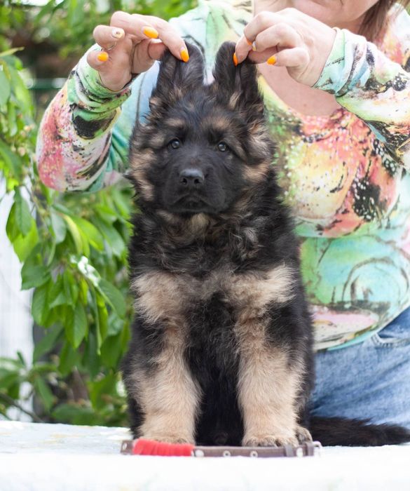 Цуценята німецької вівчарки чепрак