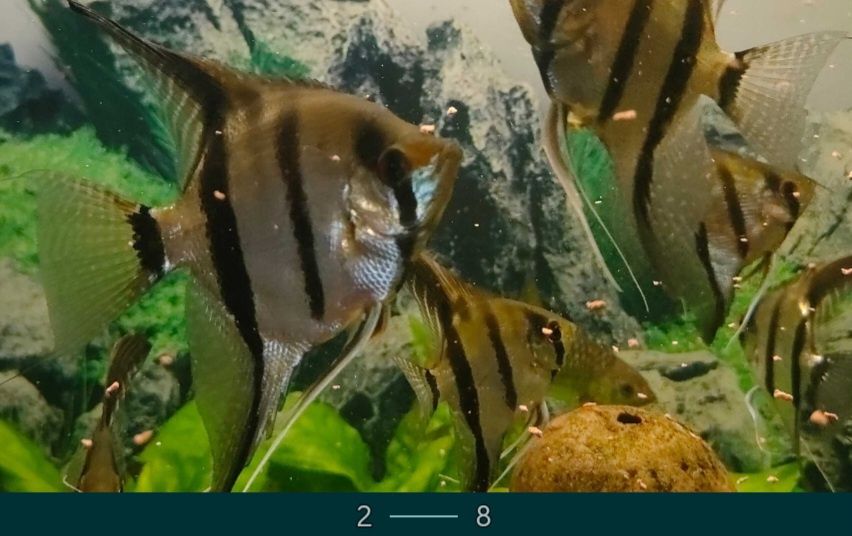 Duże Skalary Żaglowiec