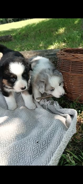 Цуценята Бордер колі