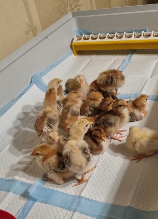 Jajka lęgowe/pisklaki włoszka porcelanowa