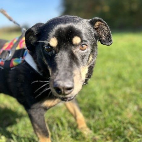 Mały lękusek Ken czeka na dom