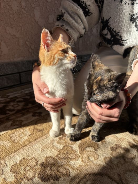 Котенятка віддаємо
