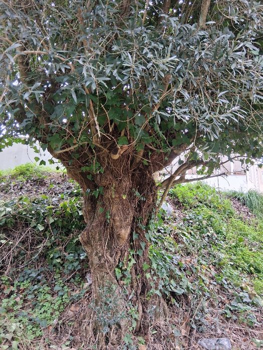 Oliveiras galegas centenárias