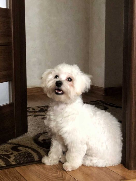 В'язка мальтійська болонка