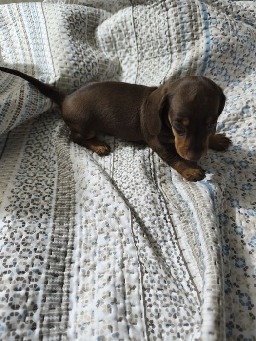 Teckel miniatura