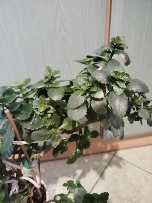 Sprzedam duży kwiat kalanchoe.