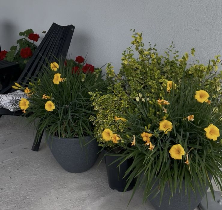 Вечнозеленые многолетники -иберис, гвоздика