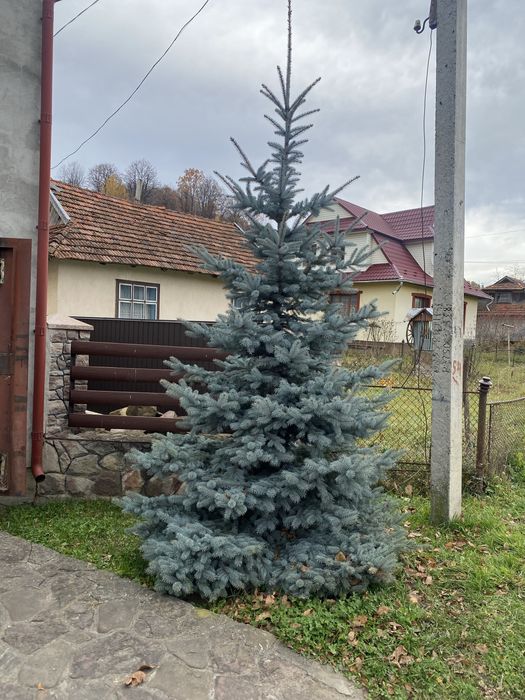 Жива голуба ялинка