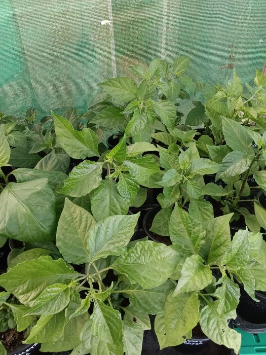Vendo plantas malaguetas  / pimentas  raras 150 variedades