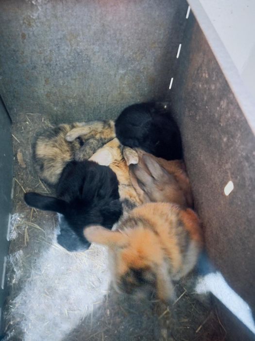 Holland Lop coelhos orelhudos