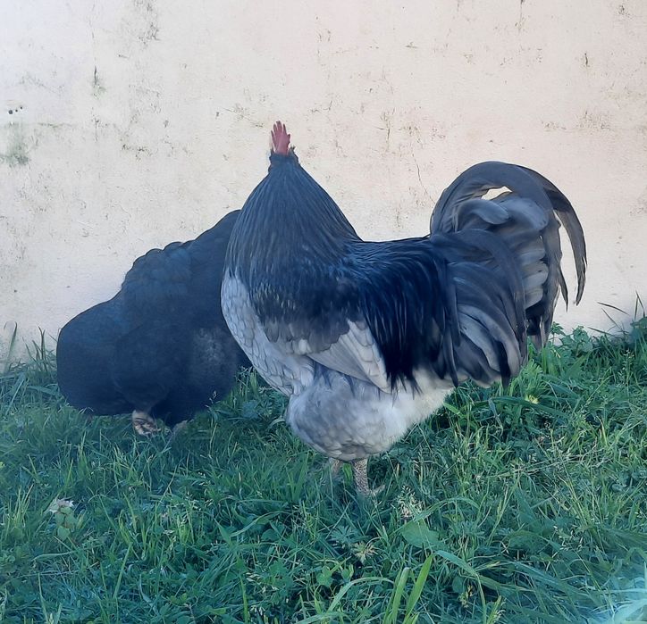 Ovos Galados Jersey Gigante e Sedosas do Japão