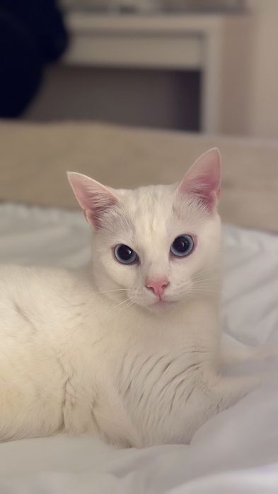 Gato branco super meigo para adopção