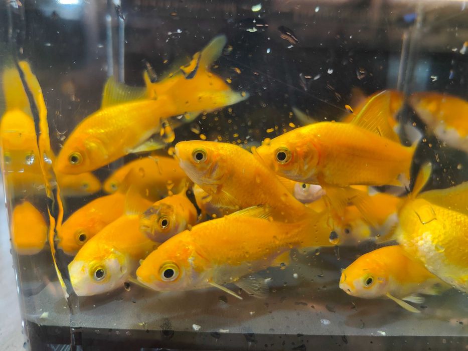 PEIXES DE ÁGUA FRIA COM ENVIO E GARANTIA DE VIVOS