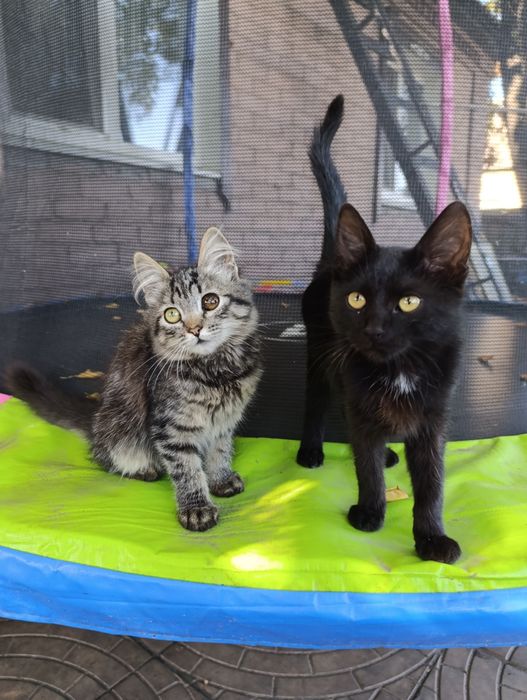 Віддам кошенят в добрі руки