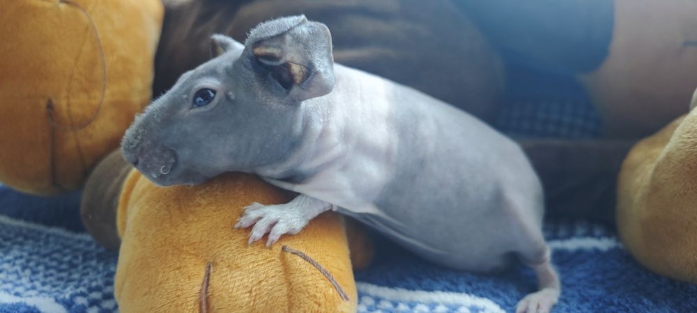 Sprzedam świnkę morską rasy skonny