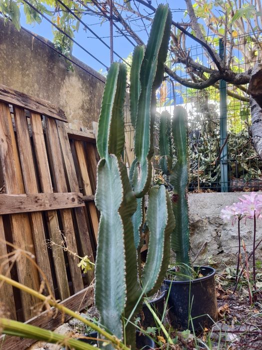 Conjunto de 4 plantas Euphorbia / Cactos - Rio de Mouro