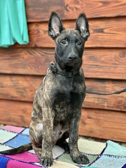 Шикарный крупный мощный пацан рабочего разведения!