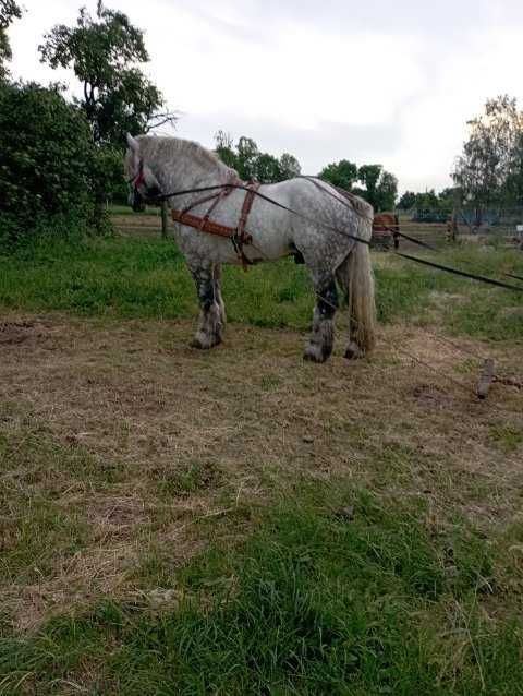 sprzedam ogiera siwego
