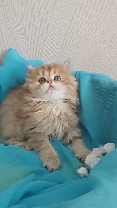 Золота шиншила довгошерстний хлопчик