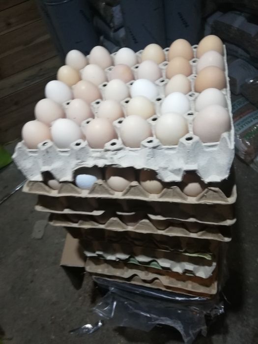 Sprzedam jajka wiejskie