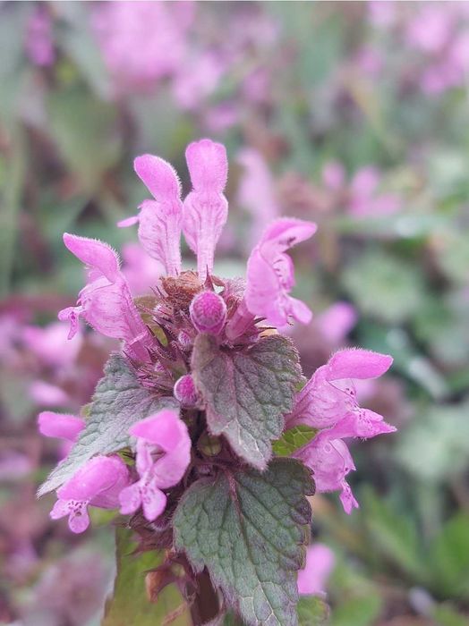 Ocet Jasnota purpurowa trawienie, menstruacja
