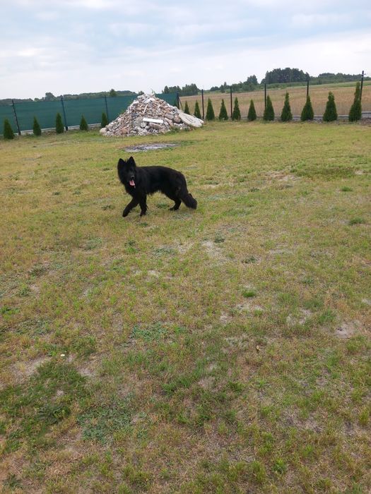 Owczarek Niemiecki Reproduktor