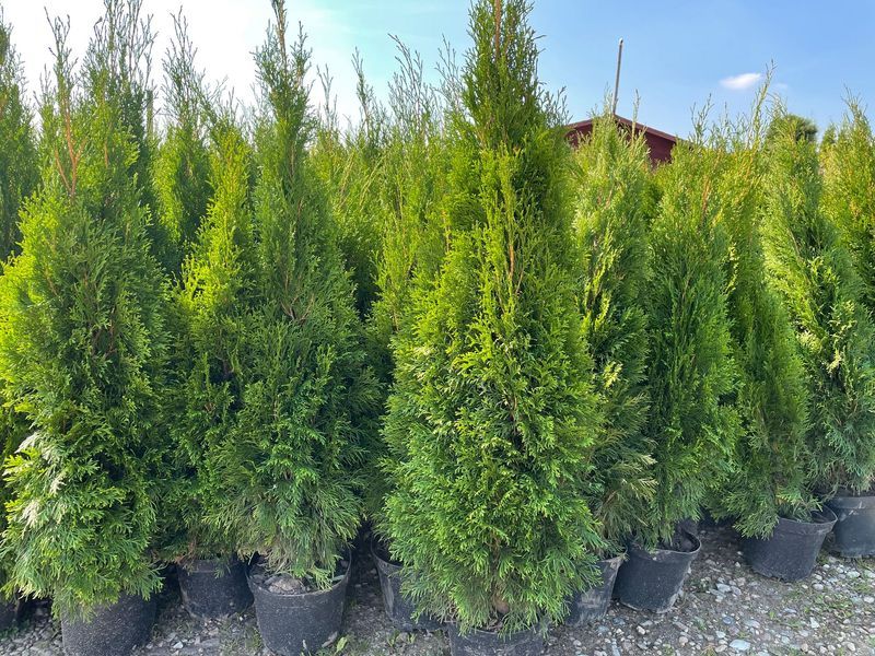 Tuja Szmaragd 110-130 cm Cena 32 zł