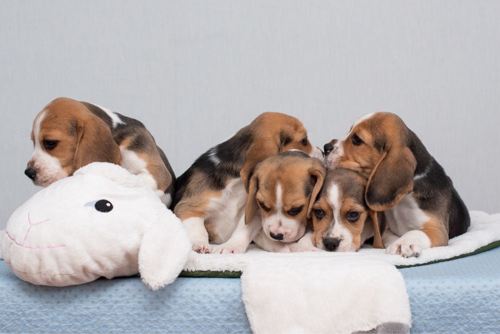 Цуценята бігля : хлопчик та дівчатка, родовід КСУ