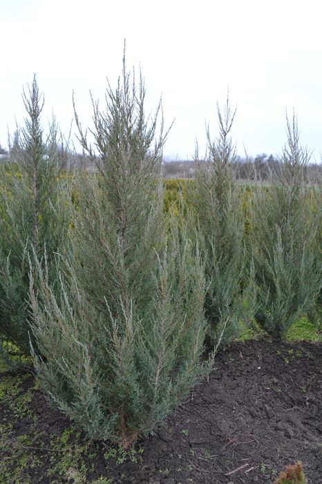 Ялівець скельний Блю Арроу "Blue Arrow"