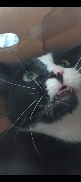 Kot Marian do adopcji