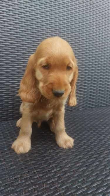 Cocker spaniel aktualne
