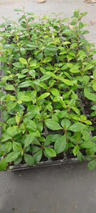 Eugenias para sebes mudas  só  tabuleiro completo  112 plantas  cada