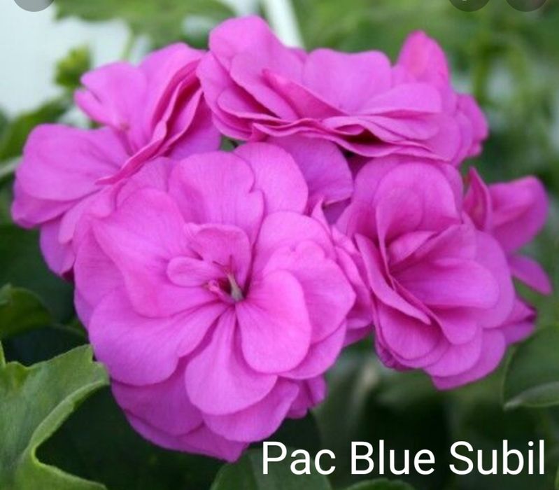 Пеларгонія плющелистні (12 сортів)