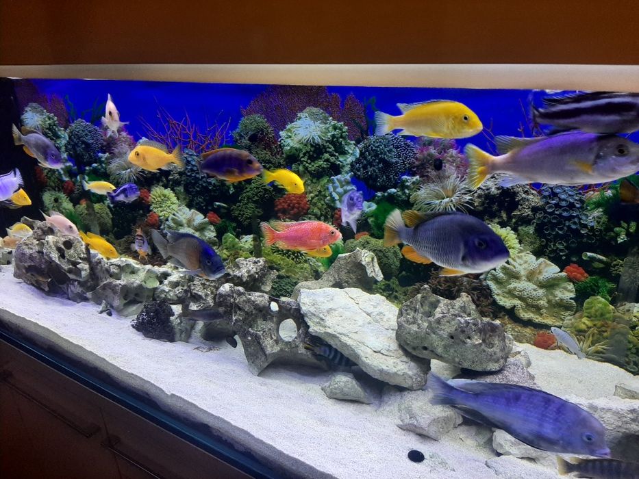 Sprzedam rybki Pyszczaki, różne gatunki