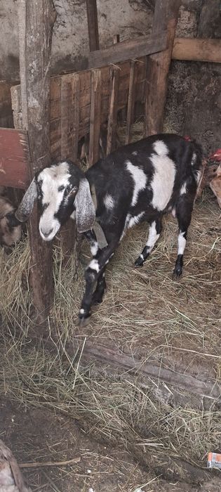 Продам англо-нуб  козу