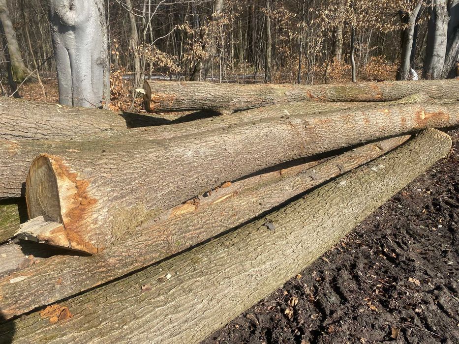 Dąb - dłużyca, kłoda 50m3