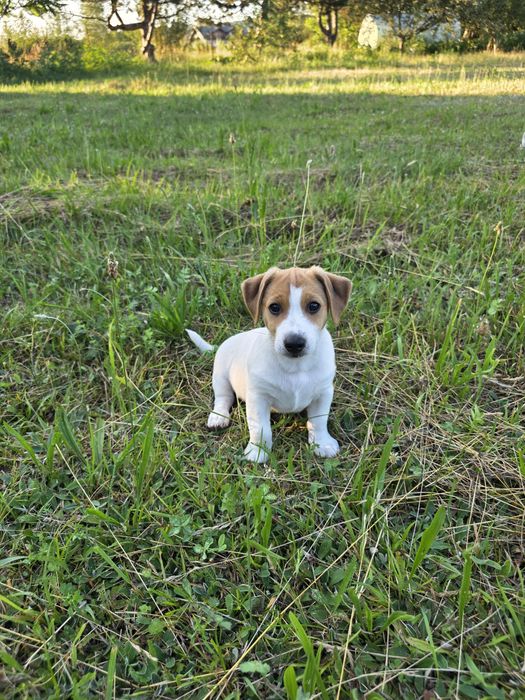 Szczeniak Jack Russell Terrier