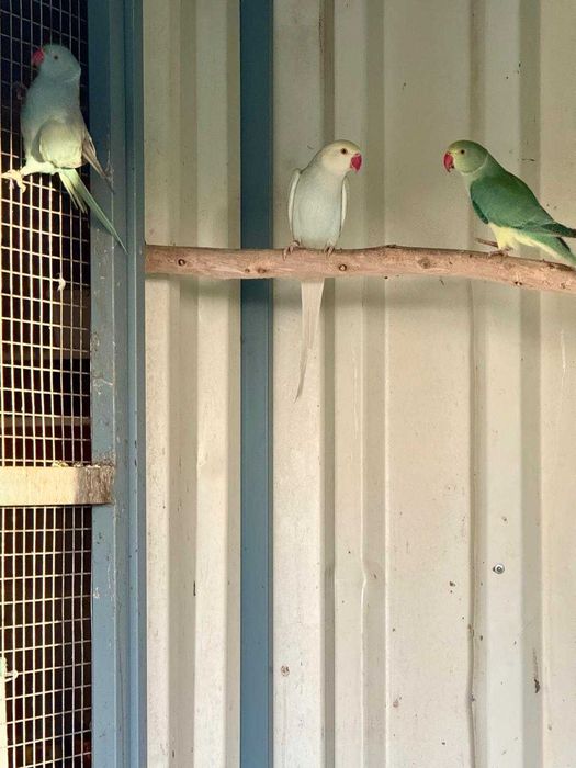 Disponível ringnecks