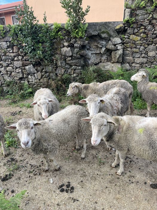 Vendo ovelhas entre os 3 e 6 anos