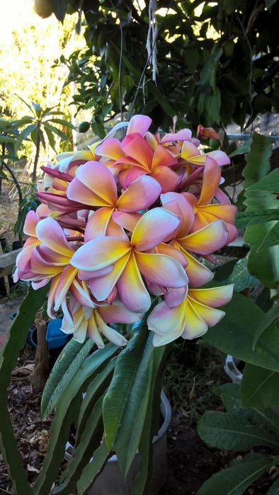 Pulmerias várias cores