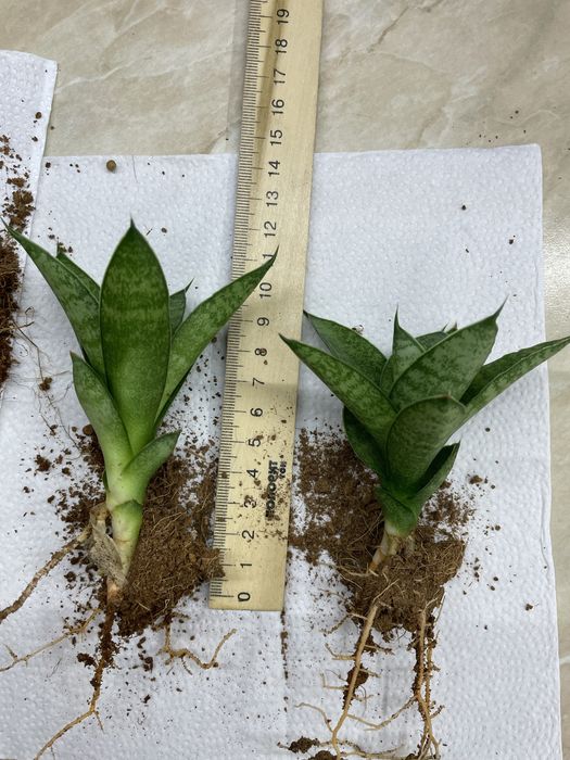 Сансівʼєрія квітка дітки