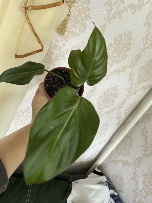 Продам філодендрон Саммер Глорі