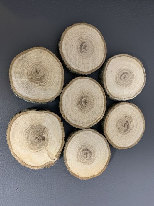 Зріз дерева дуб, спил, декор